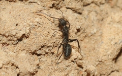 Camponotus nigroaeneus