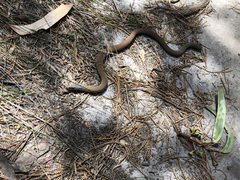 Pygopus lepidopodus