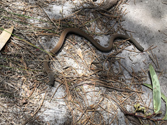 Pygopus lepidopodus
