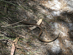 Pygopus lepidopodus