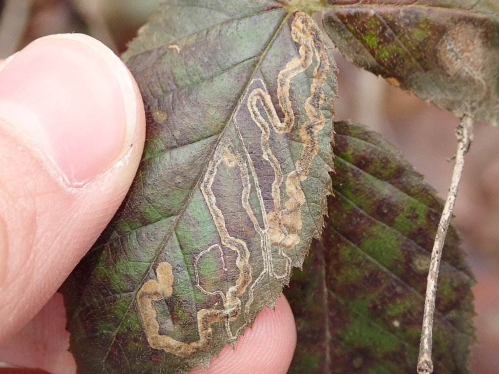 Stigmella villosella