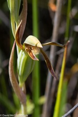 Lyperanthus serratus