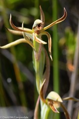 Lyperanthus serratus