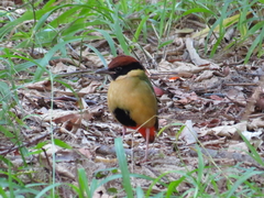 Pitta versicolor