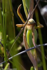 Lyperanthus serratus