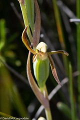 Lyperanthus serratus