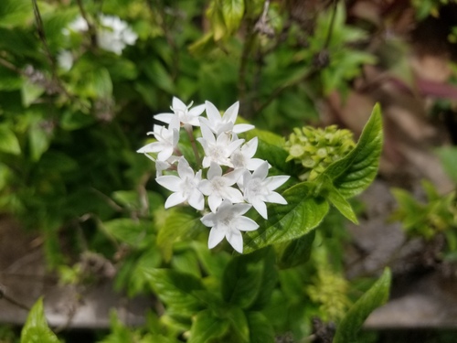 Pentas lanceolata