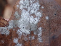 Erysiphe liriodendri