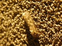 Lepidoptera