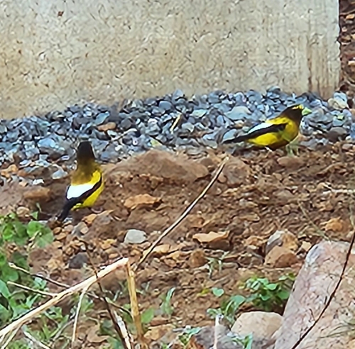 iNaturalist observation photo of Evening Grosbeak
