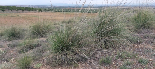 Macrochloa tenacissima, photograph 1
