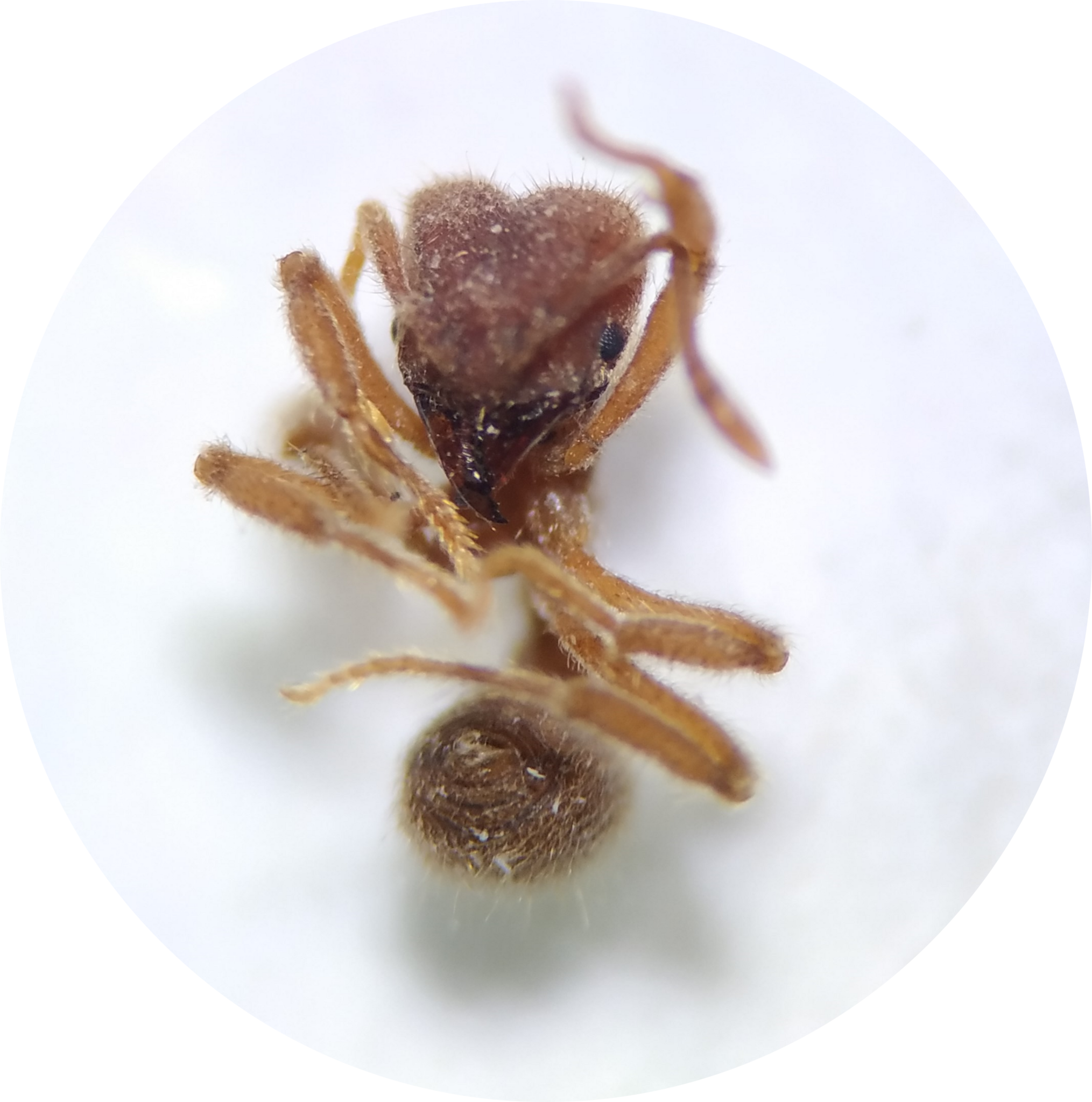Sericomyrmex radioheadi