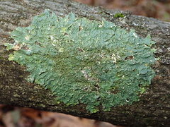 Punctelia missouriensis