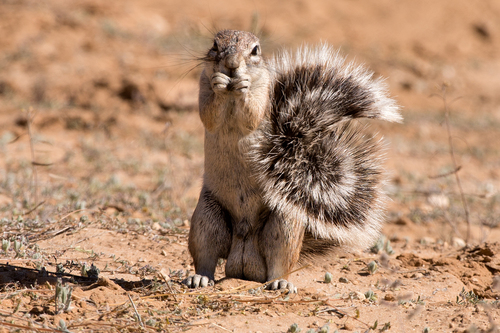 South African Ground Squirrel, photo 10 of 10