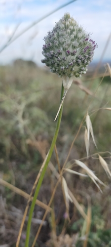 Allium sardoum, photograph 1