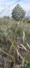 Allium sardoum, photograph Jorge Íñiguez, CC BY, iNaturalist via GBIF