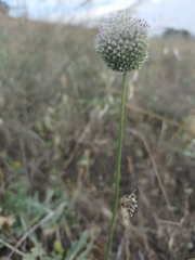 Allium sardoum, photograph Jorge Íñiguez, CC BY, iNaturalist via GBIF