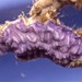 Purple Encrusting Bryozoan - Photo (c) Jeff Goddard, some rights reserved (CC BY-NC), uploaded by Jeff Goddard