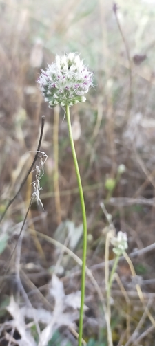 Image of Allium sardoum by (c) Jorge Íñiguez, some rights reserved (CC BY)