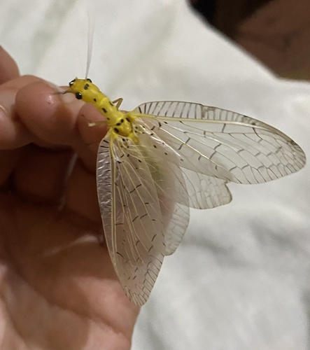 Chloronia mexicana photo 2