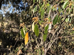 Pomaderris intermedia