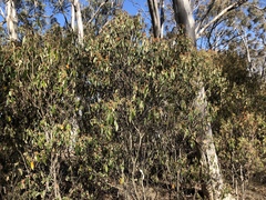 Pomaderris intermedia