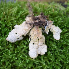 Lobaria anomala
