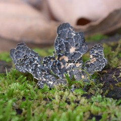 Lobaria anomala