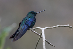 Pterophanes cyanopterus