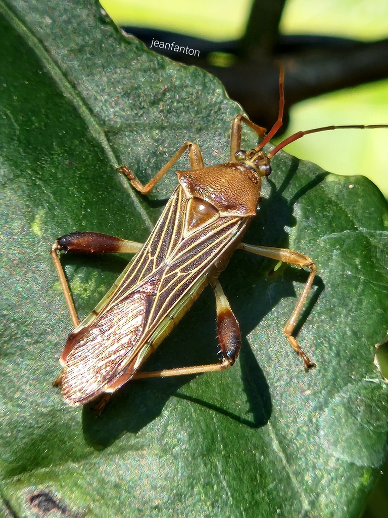 Grammopoecilus