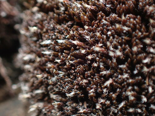 Schistidium tenerum, 2023-06-09