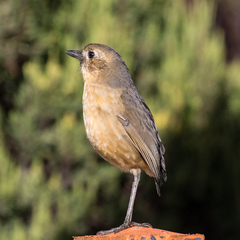 Grallaria quitensis