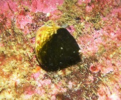 Calliostoma zizyphinum
