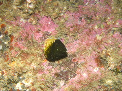 Calliostoma zizyphinum