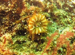 Caryophyllia smithii