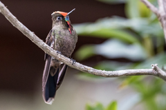 Chalcostigma herrani