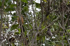 Ochthoeca fumicolor