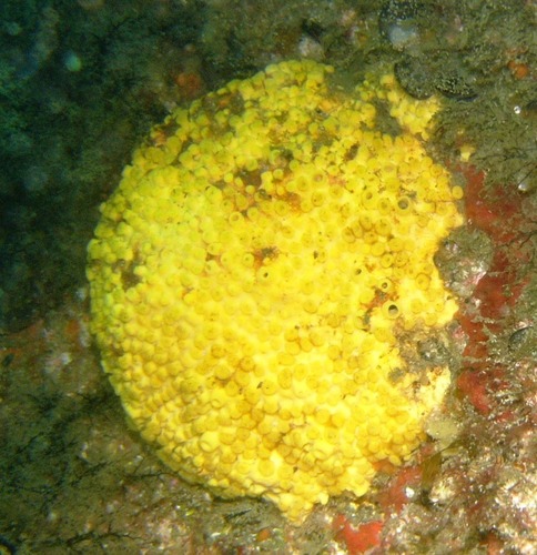 Sulphur Boring Sponge, photo 9 of 9
