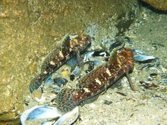 Gobius cruentatus
