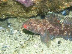 Gobius cruentatus