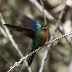 Pterophanes cyanopterus