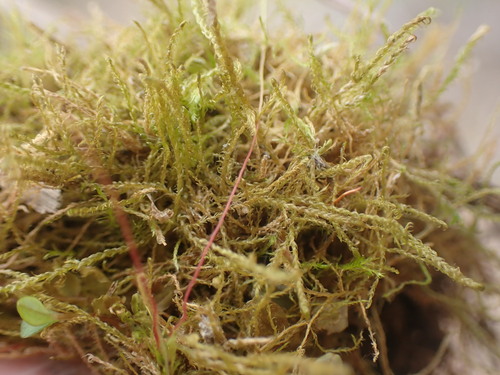 Image of Drepanocladus aduncus by no rights reserved
