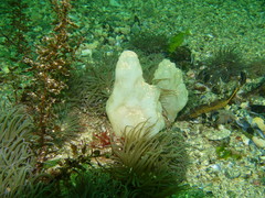 Phallusia mammillata