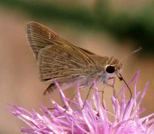 Eufala Skipper - Alabama Butterfly Atlas