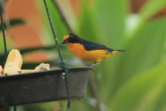 Euphonia violacea