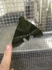 Oryba achemenides