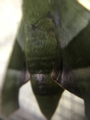 Oryba achemenides