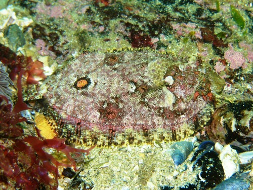 Eckstrom's topknot (Zeugopterus regius) — Scophthalmidae — 5