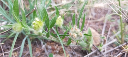 Anthyllis cornicina (Anthyllis cornicina)