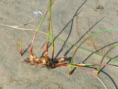 Juncus breweri